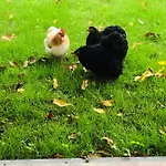 B &b Yuupke Noord-limburg Venlo Roermond Oda ve Kahvaltı