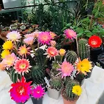 Oda ve Kahvaltı B &b Yuupke Noord-limburg Venlo Roermond Maasbree