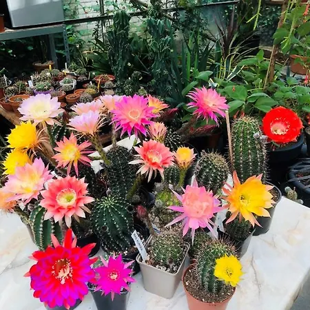 Alojamento de Acomodação e Pequeno-almoço B &b Yuupke Noord-limburg Venlo Roermond Maasbree