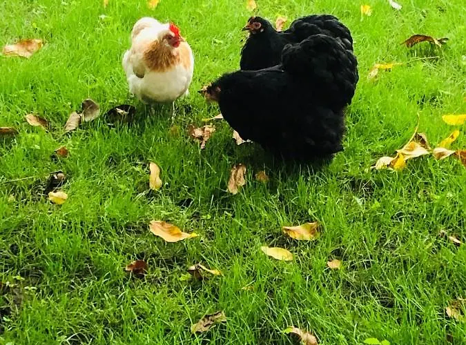 B &b Yuupke Noord-limburg Venlo Roermond Bed & Breakfast