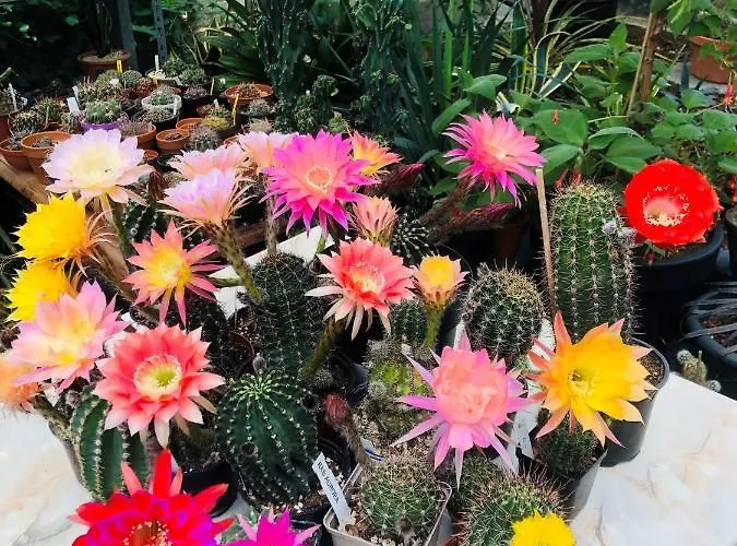 Bed & Breakfast B &b Yuupke Noord-limburg Venlo Roermond Maasbree