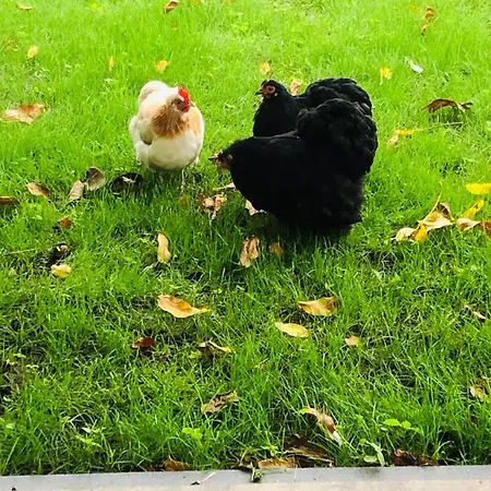 B &b Yuupke Noord-limburg Venlo Roermond Bed & Breakfast