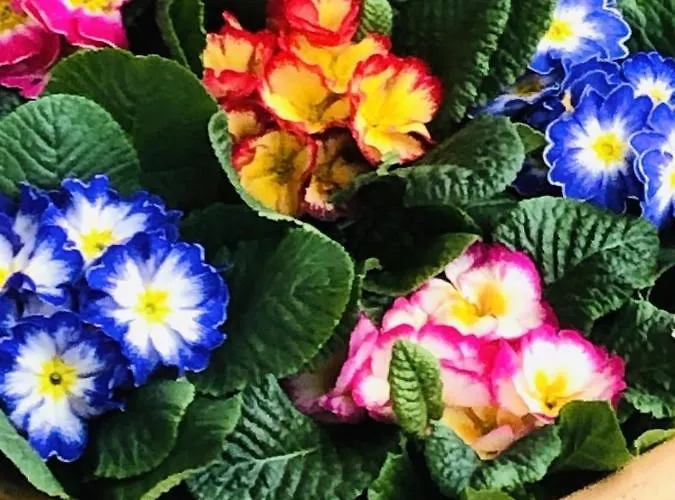 B &b Yuupke Noord-limburg Venlo Roermond