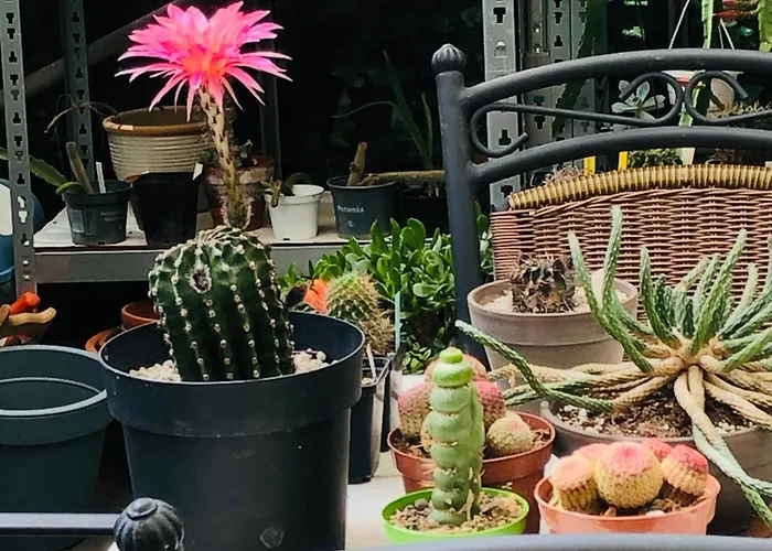 B &b Yuupke Noord-limburg Venlo Roermond Bed & Breakfast Maasbree